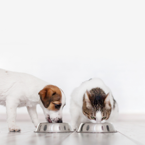 The difference between raw dog food and raw cat food