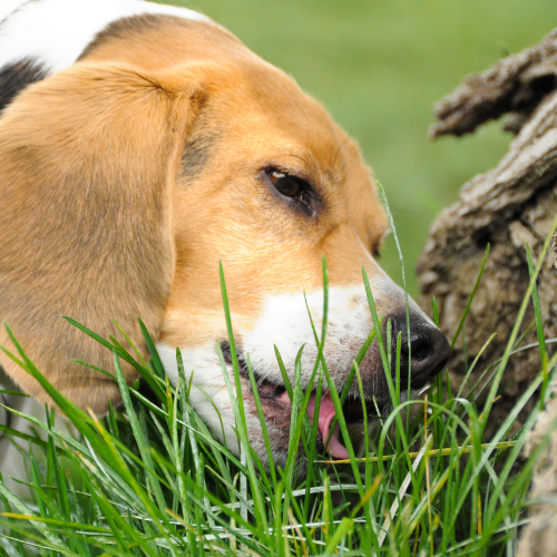 Why does my dog eat grass?