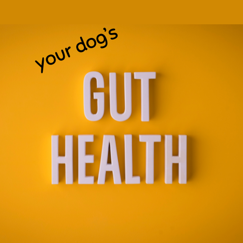 How to improve your dog’s gut health